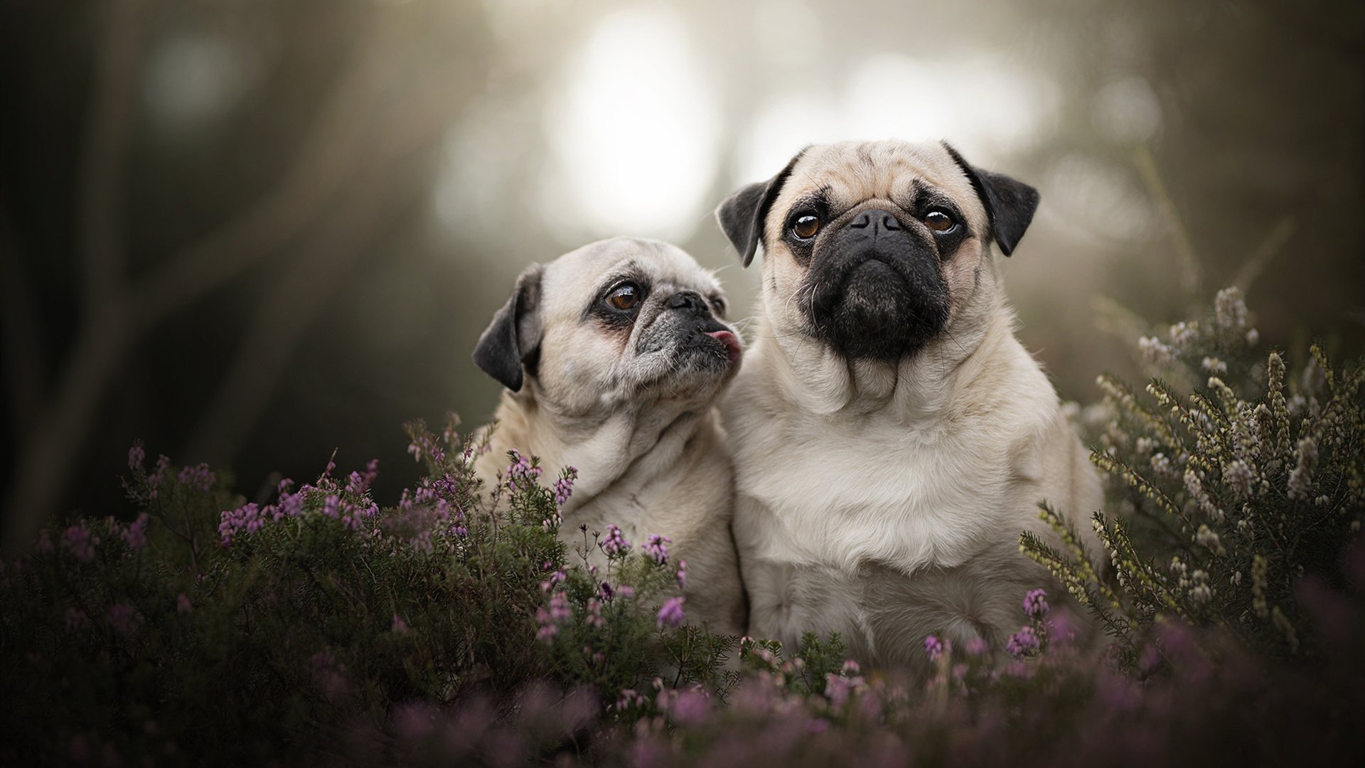 九游游戏-舞台越大他越强！布伦森助公牛掀翻北京队