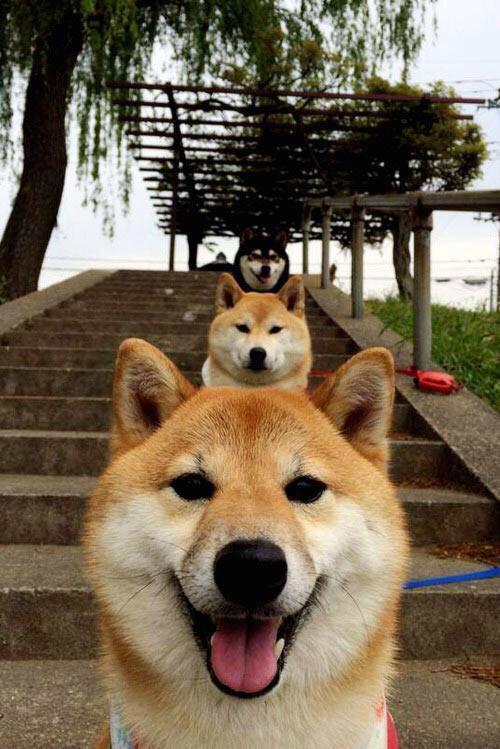 九游体育APP下载-戈贝尔擎天一柱！森林狼踏平独行侠狂胜，比赛早失悬念