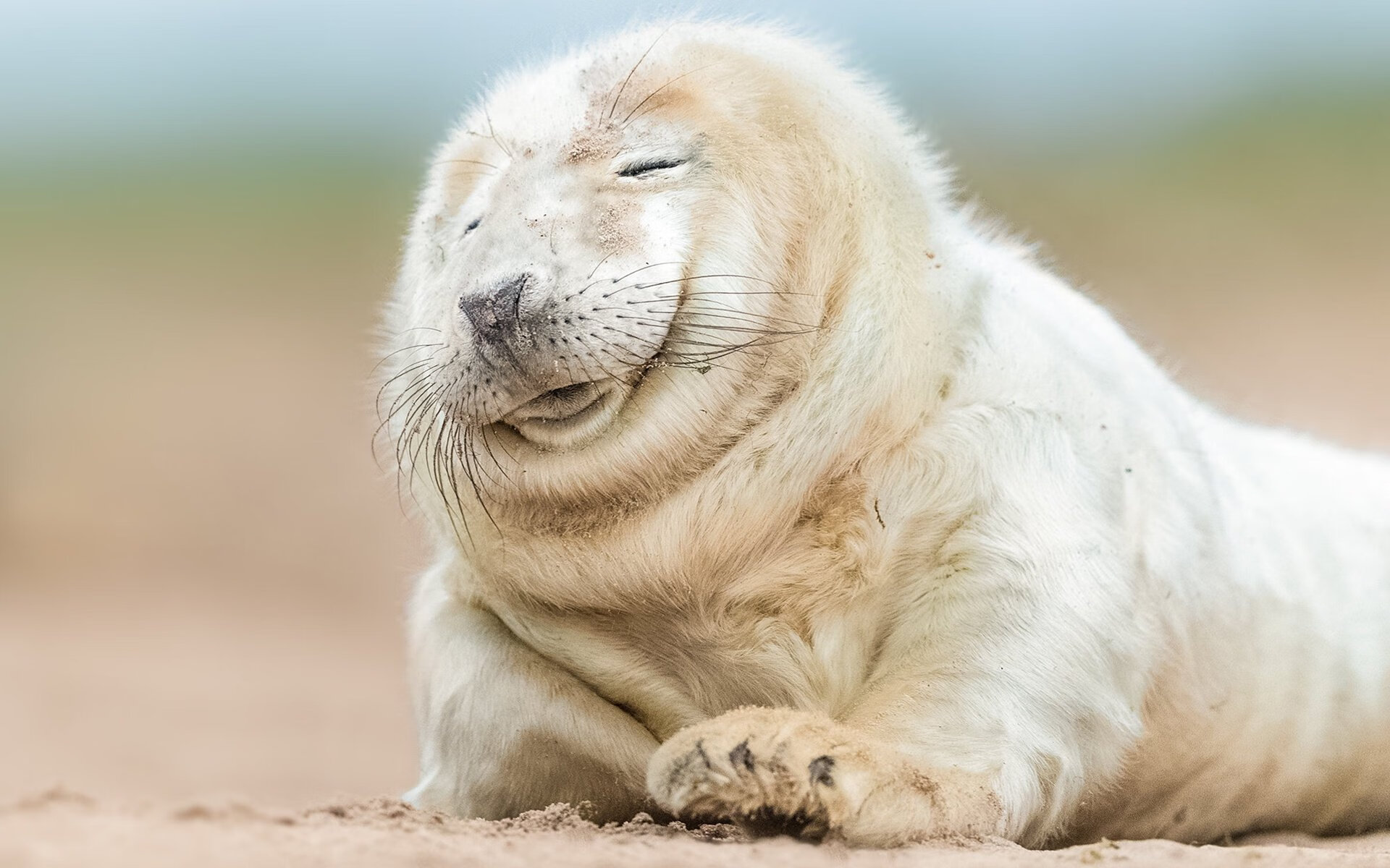 九游app下载-双线辉煌，比利时足球险胜丹麦，奥斯梅恩F1争冠接管赛场