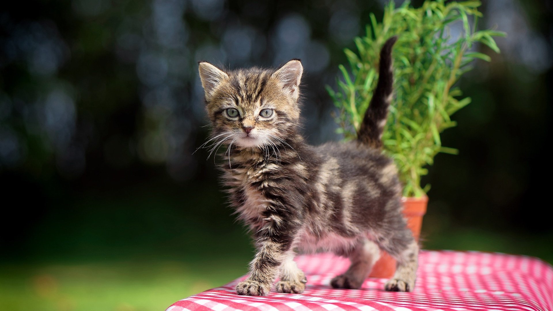 乔治的节拍器，总决赛夜的个人交响诗