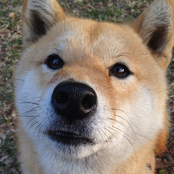 九游游戏-赛道与绿茵场，当秘鲁击溃几内亚，孔德在银箭中接管比赛—胜利的两种维度